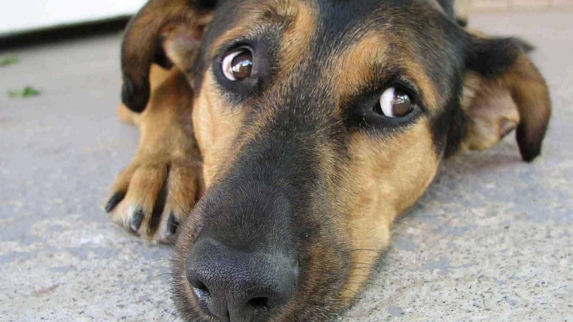 Ojos de ballena en perros